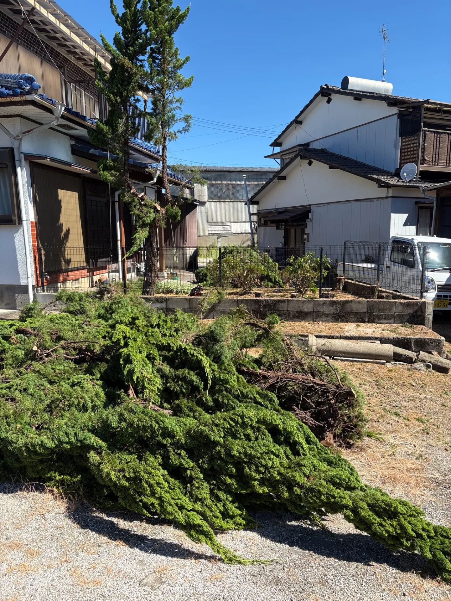 【佐賀県佐賀市加瀬町】カイヅカイブキの伐採